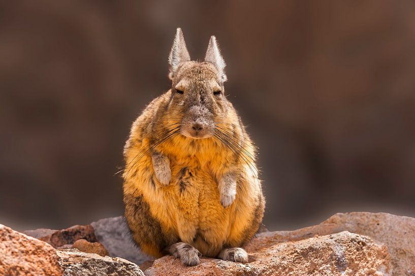 Portret van een Viscacha van Chris Stenger
