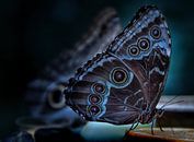 vlinder van Marieke Bakker thumbnail