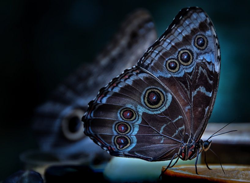 vlinder van Marieke Bakker