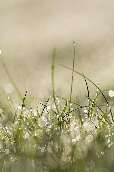 Dew on grass blades in the morning, gives a little foggy effect by KB Design & Photography (Karen Brouwer)