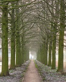 Tree view in Utrecht by Henko Reuvekamp