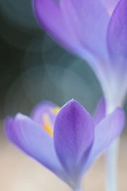 Spelen met scherptediepte op een krokus van Astrid Brouwers