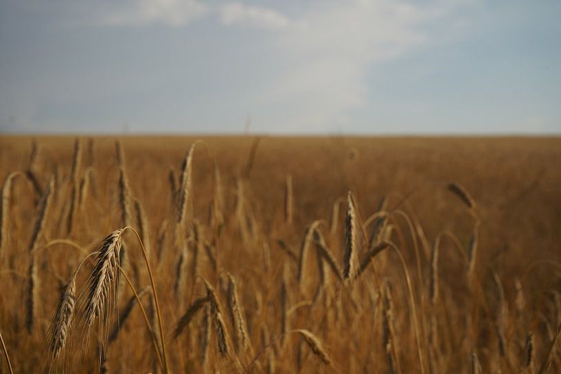 Grain by Madeltijntje
