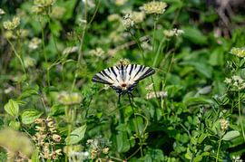 Le beau papillon sur Claudia Evans