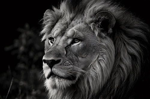 Zwart-wit portret van een krachtige leeuw