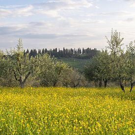 Ein Frühlingstraum bei San Gimignano von Walter G. Allgöwer