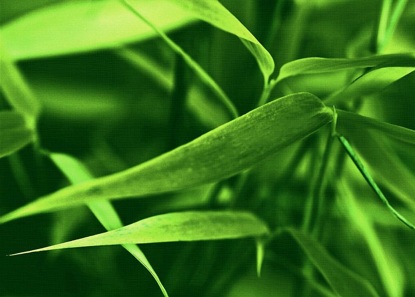 Bambus by Gabi Siebenhühner