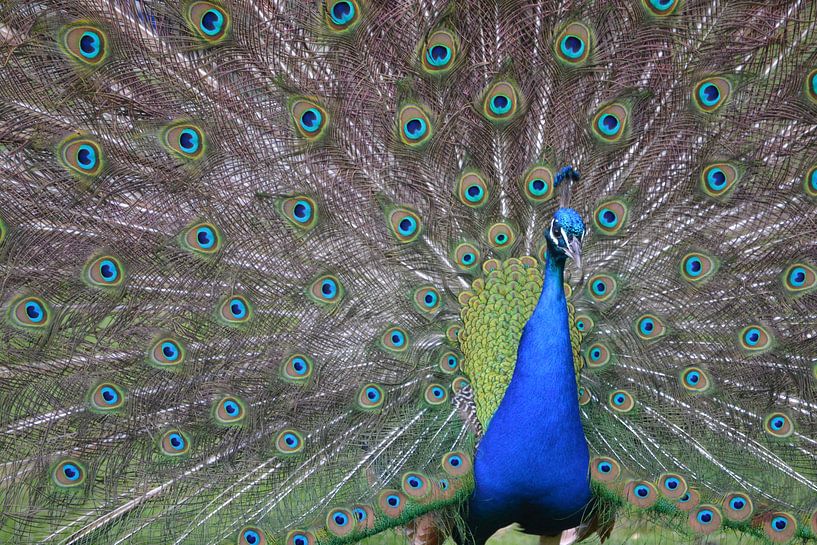 peacock by Rick Plijnaer