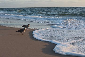 Seagulls at the surf of the North Sea on Sylt