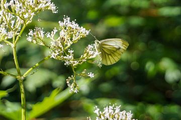 Papillon sur une fleur sur Sannepouw_photography