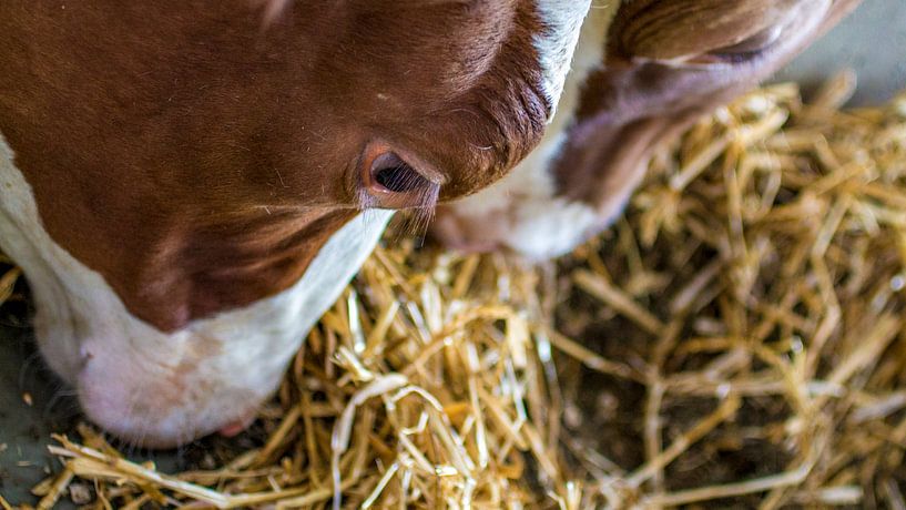 red-and-white cow 2 by Steven Langewouters