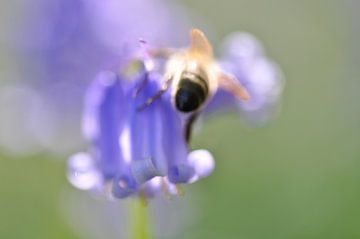 Het magische Hallerbos van Bianca Dekkers-van Uden