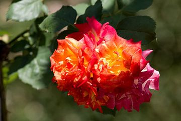 een rood gele roos met een wazige groene achtergrond van W J Kok