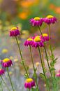 Vrolijke zomerbloemen van Lily Ploeg thumbnail