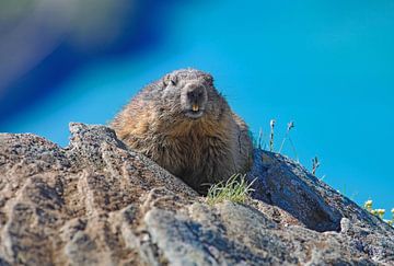 Een marmot in de Hohe Tauern