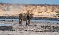 Lion in Namibia, Africa by Patrick Groß thumbnail