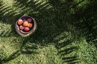 plums in tropical nature