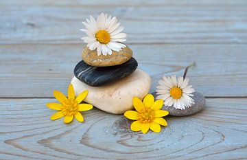 zen stones with flowers by Trinet Uzun