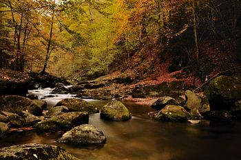 Fluss im Wald mit Herbststimmung