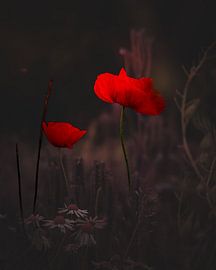 Karmesinrote Stille von Judy Pietuszko