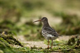 BIrd at the beach by Yvonne Kruders