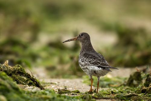 BIrd at the beach