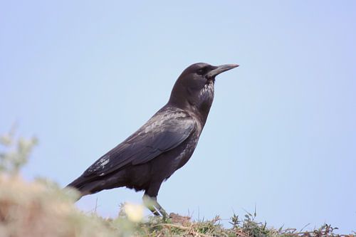 Raaf von Hilbert Booij