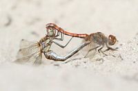 Stone red heidelibel - Vagrant darter - Sympetrum filling date