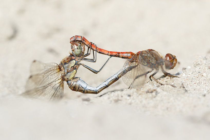 Stone red heidelibel - Vagrant darter - Sympetrum filling date by Rick Willemsen