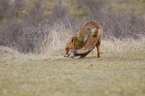 Vos - "Daar zit een Luchtje aan"