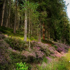 Explore the Unspoilt Beauty of Hasenvenn: Unique Wall Decoration from the East Cantons by Eriks Photoshop