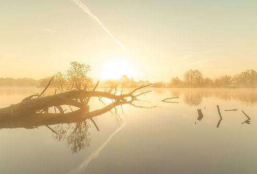 Baum im Wasser bei nebligem Sonnenaufgang
