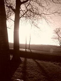 Trees by Elsemieke Afman
