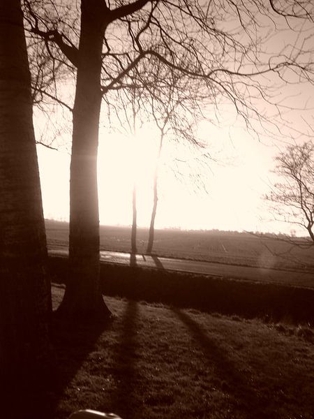 Trees par Elsemieke Afman