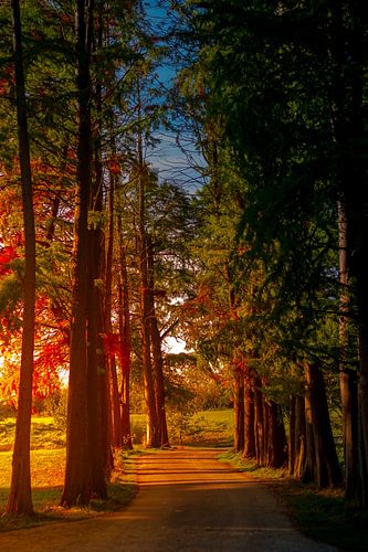 ochtendzon langs de bomenrij