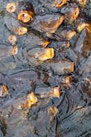 Carps in the water gasping for food