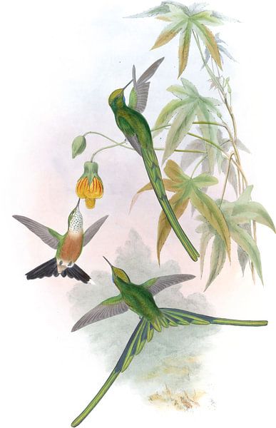 Sylph à queue verte, John Gould par Hummingbirds