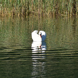 Swan at the Krka Waterfalls by Erik Buitenhuis