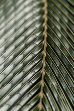 Essence of Green - Detail of Nature - palm - detail by Femke Ketelaar