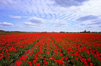 Rote Tulpen!