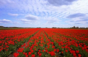Red tulips! van LHJB Photography