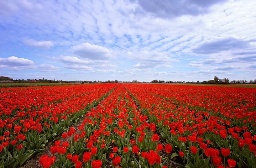 Rote Tulpen! von LHJB Photography