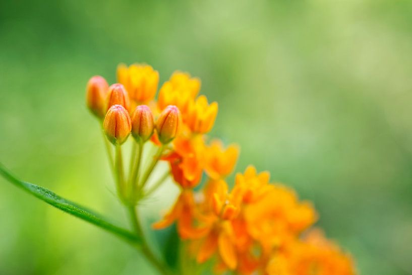Orange Butterfly Milkweed LS by Iris Holzer Richardson