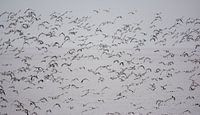 Swarm of oystercatchers above Ameland