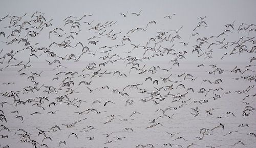 Un essaim d'huîtriers-pies au-dessus d'Ameland
