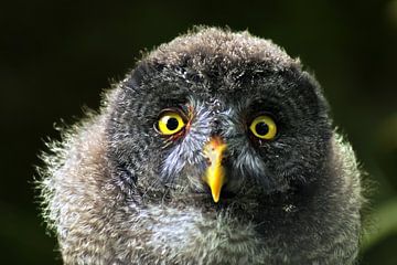 Chouette à moustaches - Strix nebulosa sur Ingo Rasch