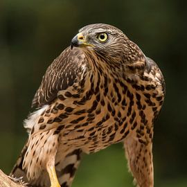 Hawk, Accipiter gentilis. Le portrait d'un faucon