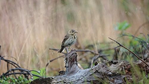Tawny Pipit with prey