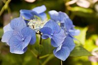 Blauwe bloem