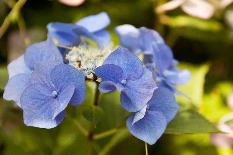 Blaue Blume von Ron Pool